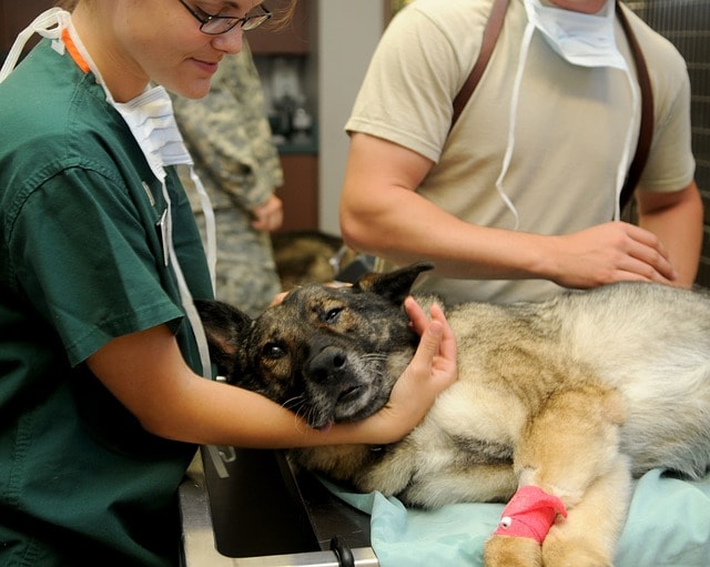 veterinaire pour chien