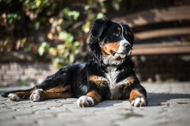 Bouvier Bernois – Tout savoir sur cet incroyable chien